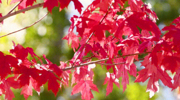 巩留的秋天，就在色彩斑斓的野核桃沟里